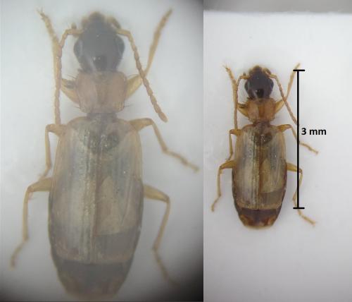 Philorhizus melanocephalus